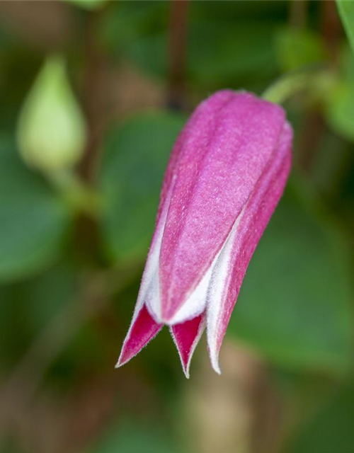 Clematis texensis 'Princess Diana'