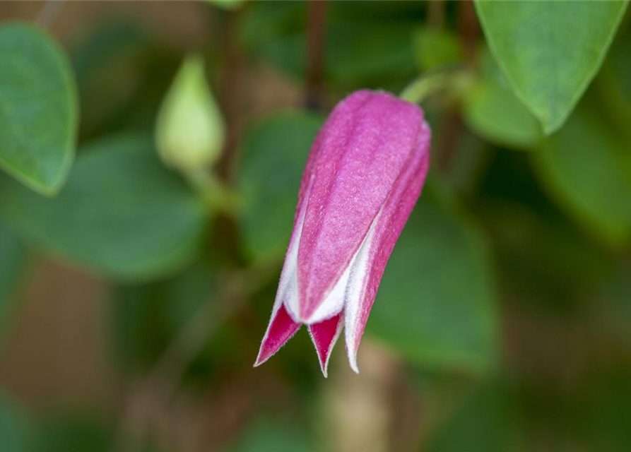 Clematis texensis 'Princess Diana'