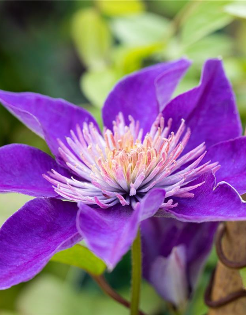 Clematis hybrida 'Multi Blue'