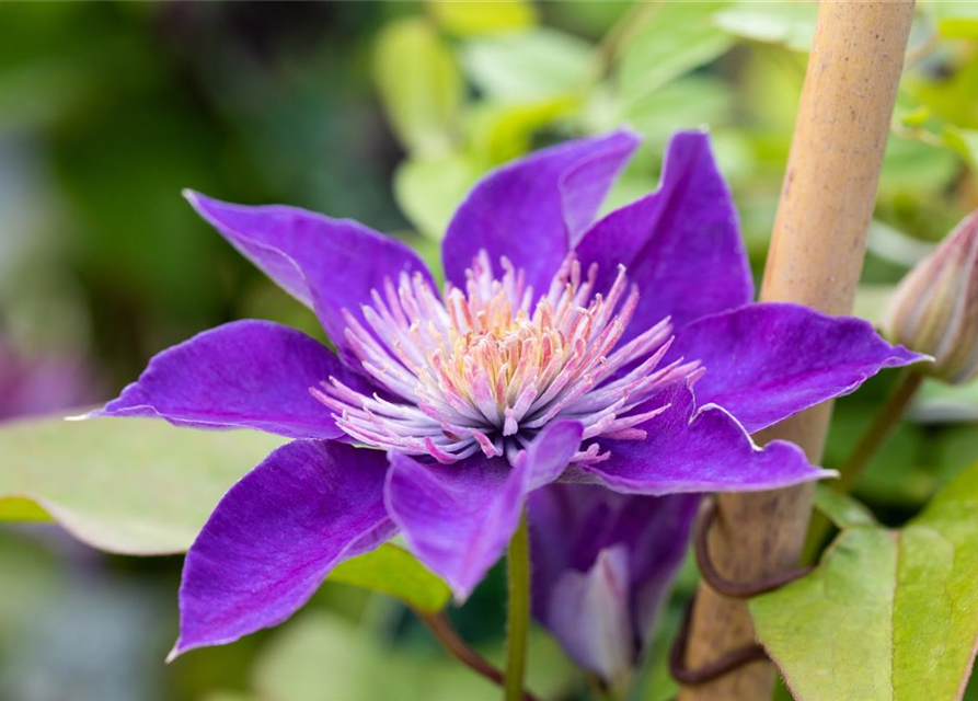 Clematis hybrida 'Multi Blue'