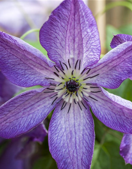 Clematis viticella 'Venosa Violacea'