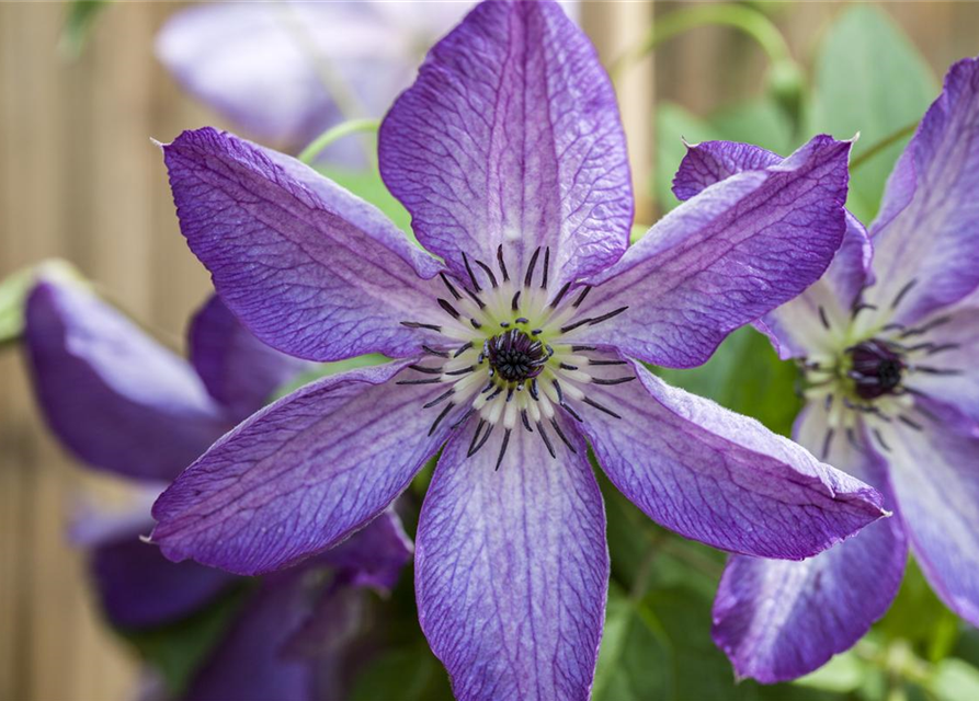 Clematis viticella 'Venosa Violacea'