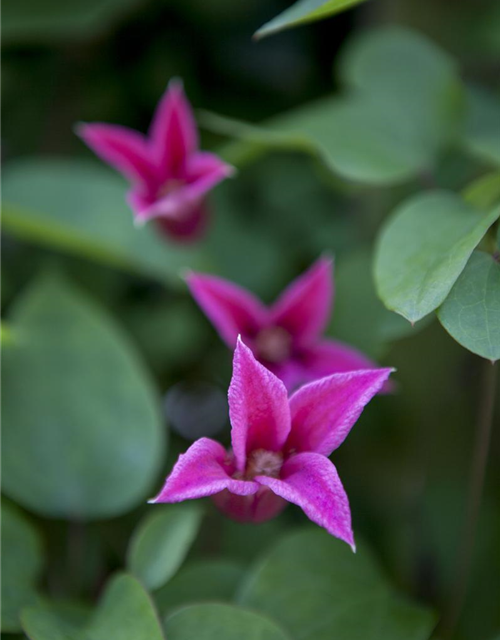 Clematis texensis 'Princess Diana'