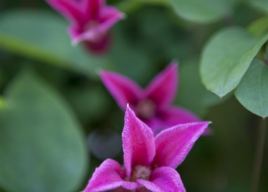 Clematis texensis 'Princess Diana'