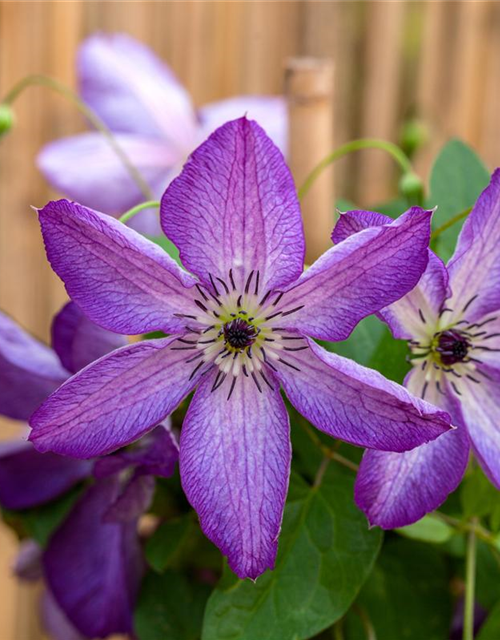 Clematis viticella 'Venosa Violacea'