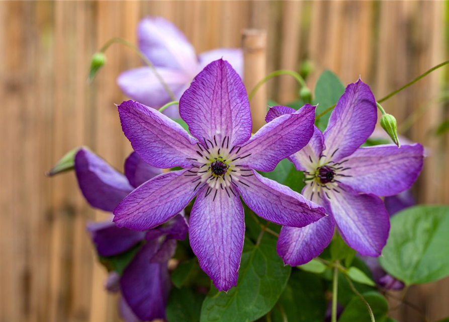 Clematis viticella 'Venosa Violacea'