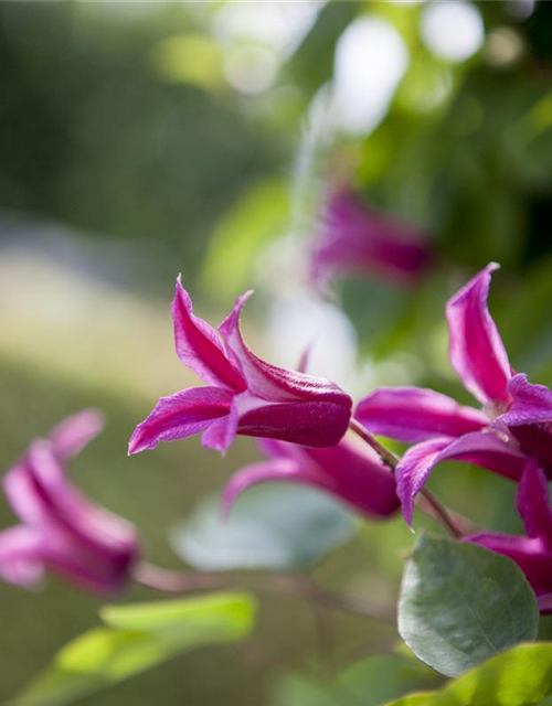 Clematis texensis 'Princess Diana'