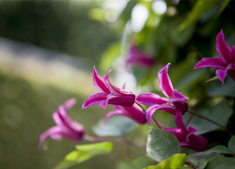 Clematis texensis 'Princess Diana'