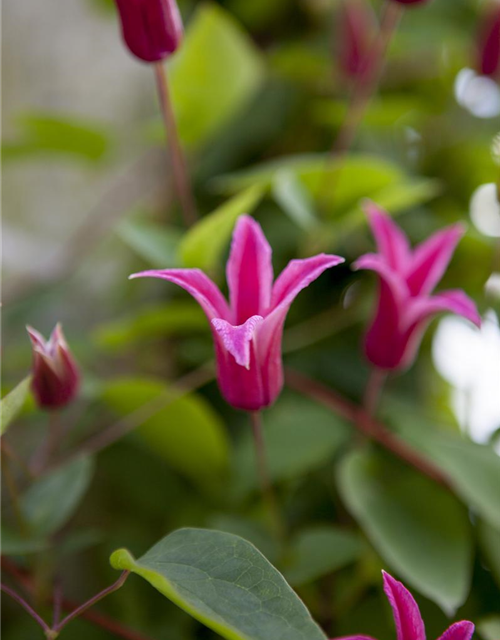 Clematis texensis 'Princess Diana'