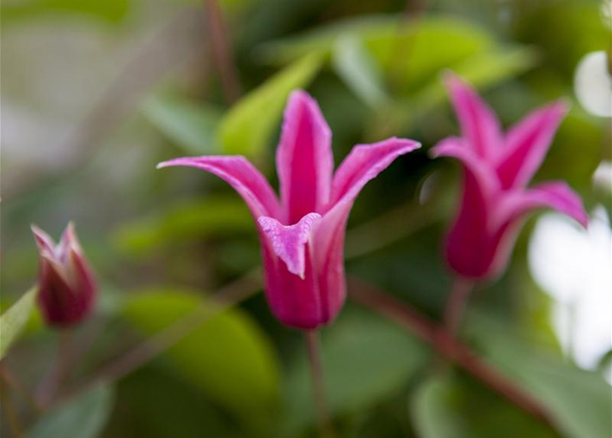 Clematis texensis 'Princess Diana'