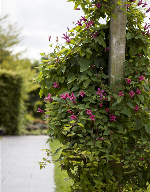 Clematis texensis 'Princess Diana'