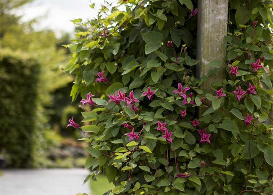 Clematis texensis 'Princess Diana'