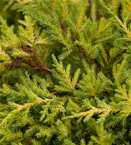 Juniperus chinensis 'Goldkissen'