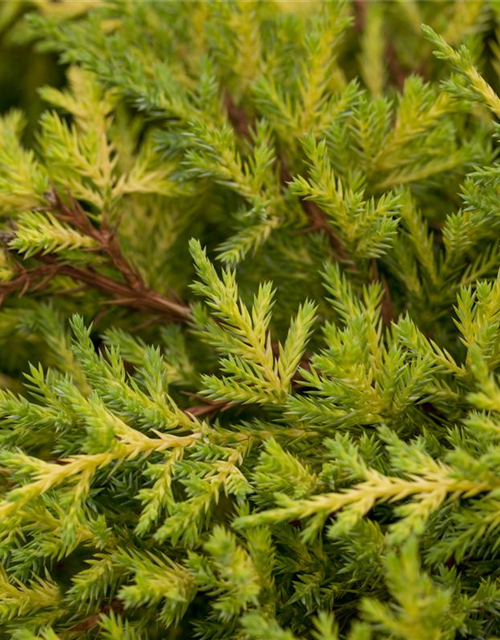 Juniperus chinensis 'Goldkissen'