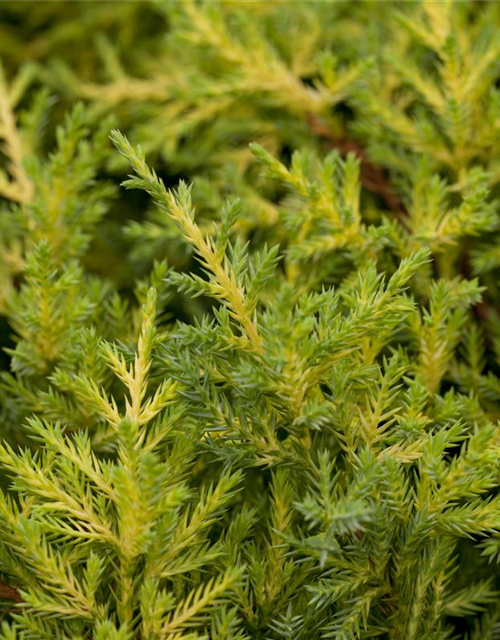 Juniperus chinensis 'Goldkissen'