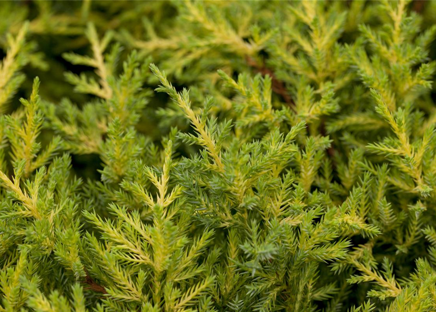 Juniperus chinensis 'Goldkissen'