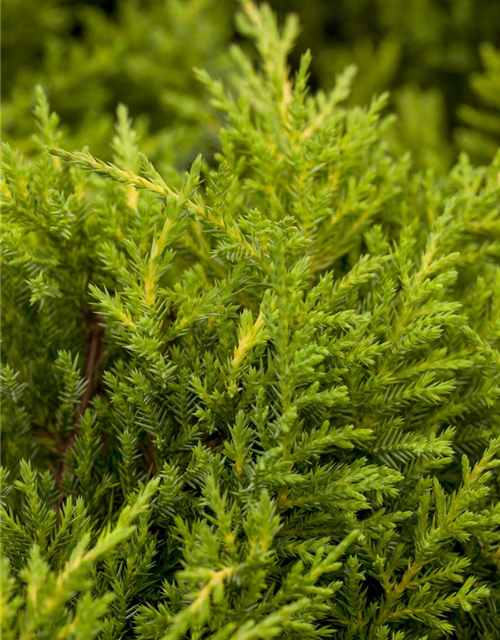 Juniperus chinensis 'Goldkissen'