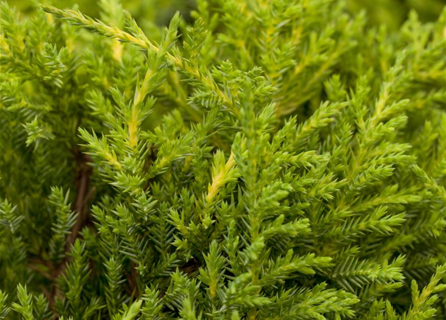 Juniperus chinensis 'Goldkissen'