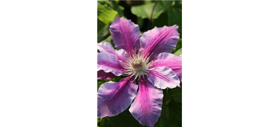 Clematis hybrida 'Nelly Moser'