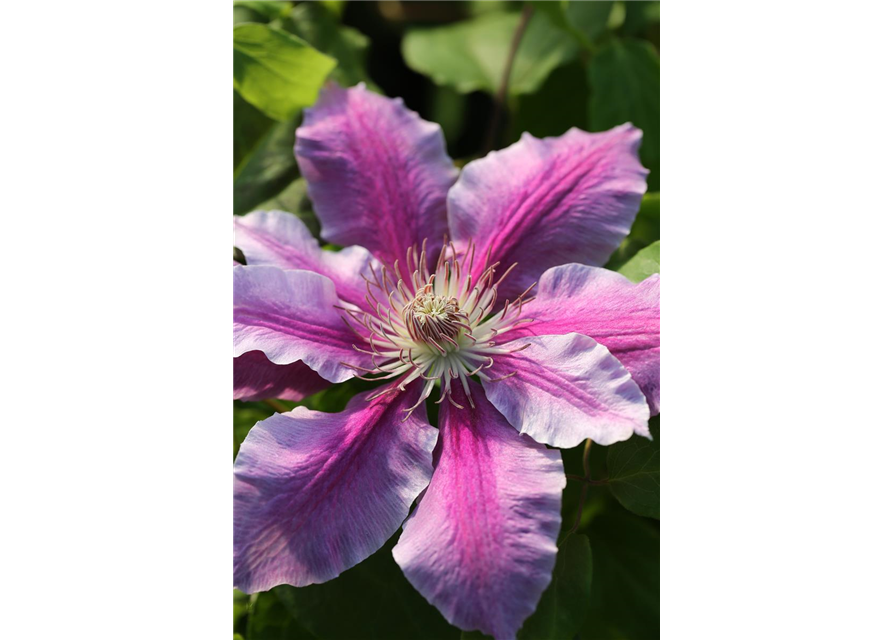 Clematis hybrida 'Nelly Moser'