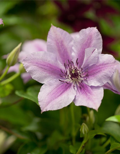 Clematis hybrida 'Nelly Moser'