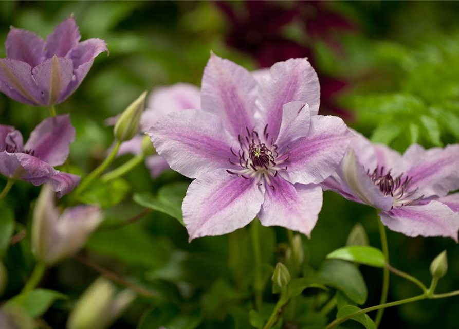 Clematis hybrida 'Nelly Moser'