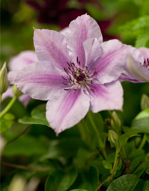 Clematis hybrida 'Nelly Moser'