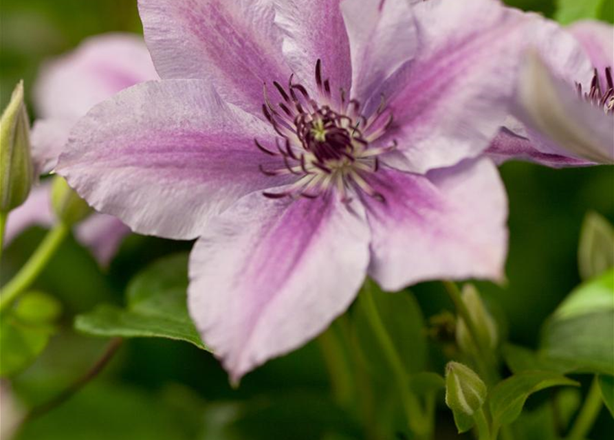 Clematis hybrida 'Nelly Moser'