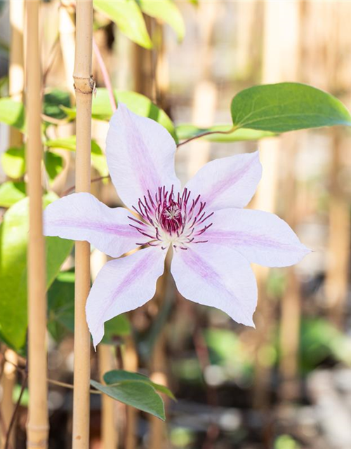 Clematis hybrida 'Nelly Moser'