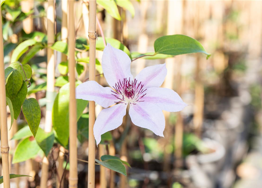 Clematis hybrida 'Nelly Moser'