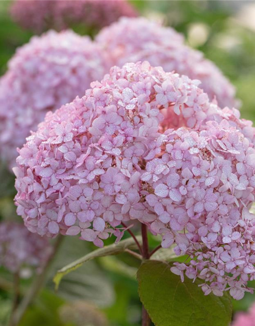 Hydrangea arborescens 'Candybelle'® Bubblegum