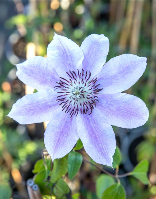 Clematis hybrida 'Nelly Moser'