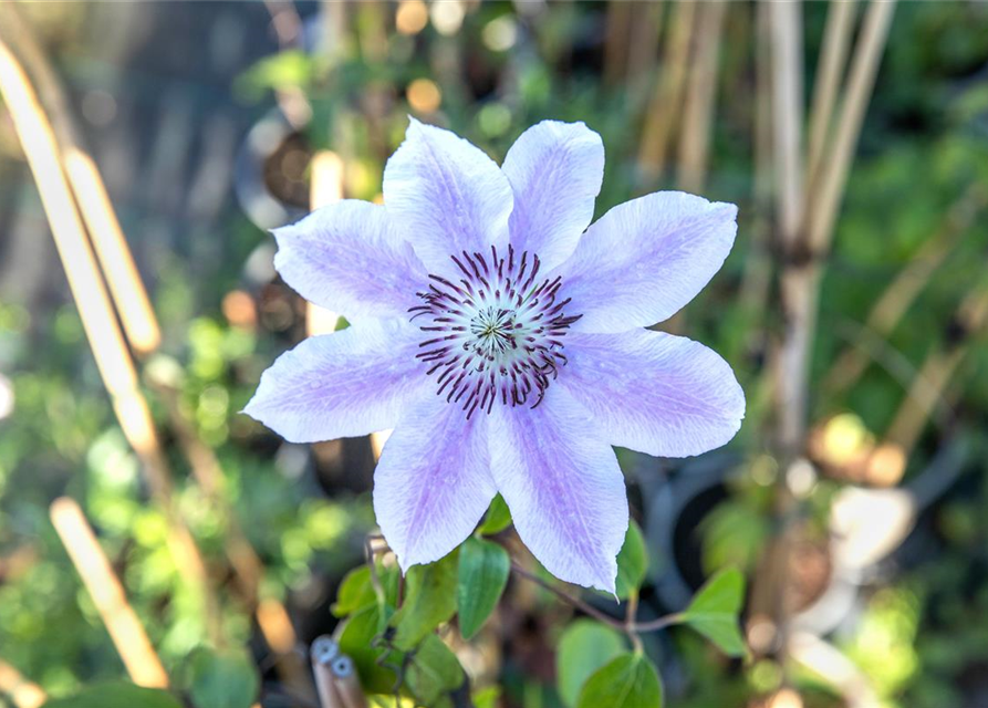 Clematis hybrida 'Nelly Moser'