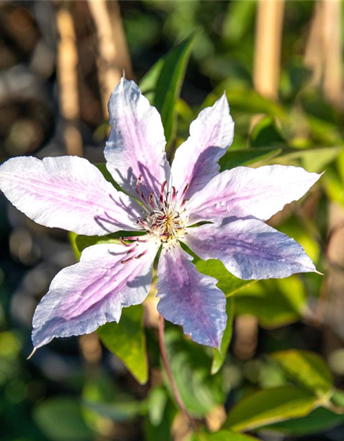 Clematis hybrida 'Nelly Moser'