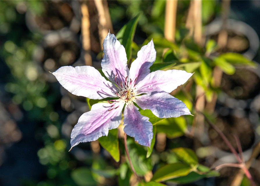 Clematis hybrida 'Nelly Moser'