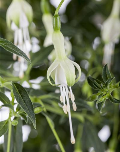 Fuchsia magellanica 'Hawkshead'