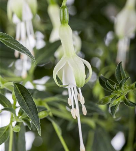 Fuchsia magellanica 'Hawkshead'