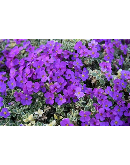 Aubrieta cultorum 'Dr. Mules Variegated'