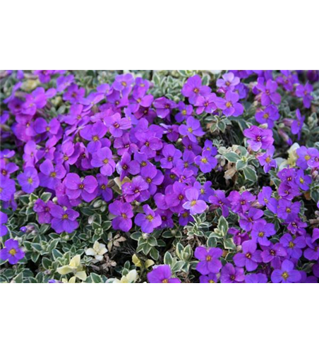 Aubrieta cultorum 'Dr. Mules Variegated'