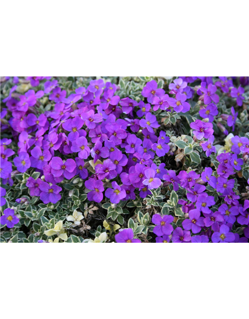 Aubrieta cultorum 'Dr. Mules Variegated'