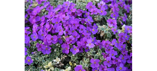 Aubrieta cultorum 'Dr. Mules Variegated'