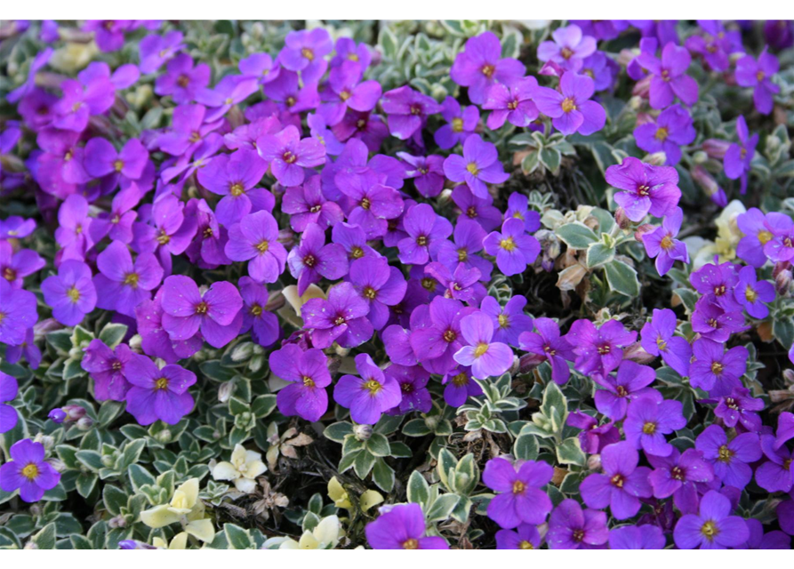 Aubrieta cultorum 'Dr. Mules Variegated'