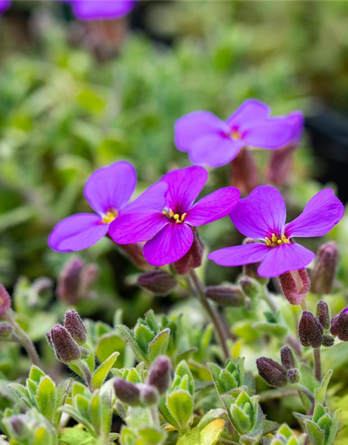 Aubrieta cultorum 'Dr. Mules Variegated'