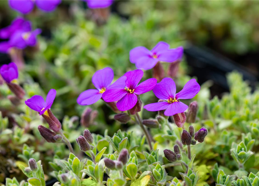 Aubrieta cultorum 'Dr. Mules Variegated'