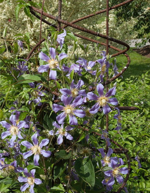 Clematis hybrida 'Ninon'®