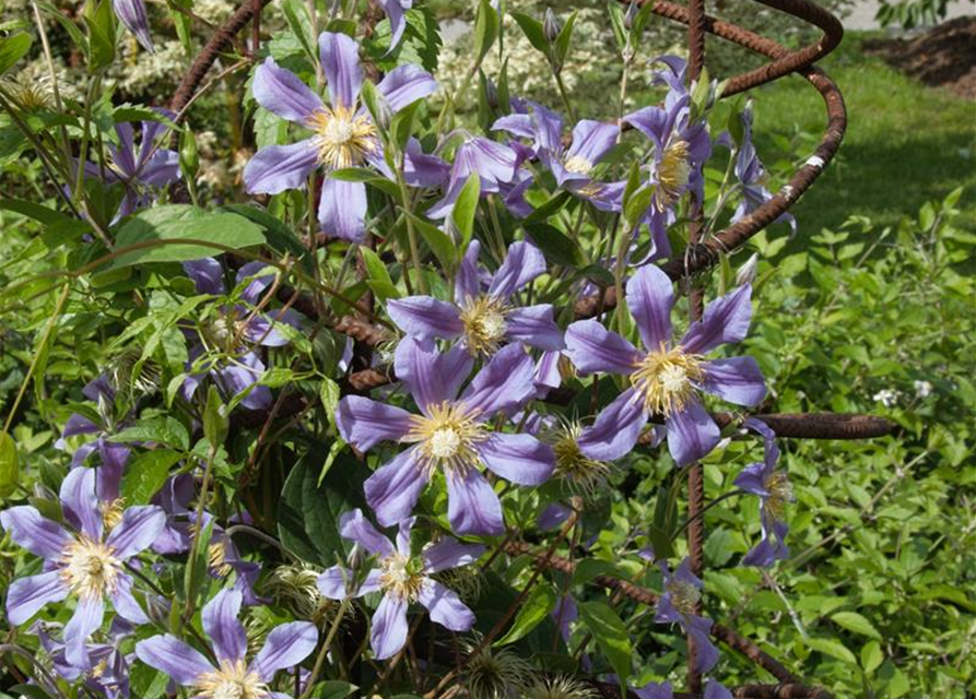 Clematis hybrida 'Ninon'®