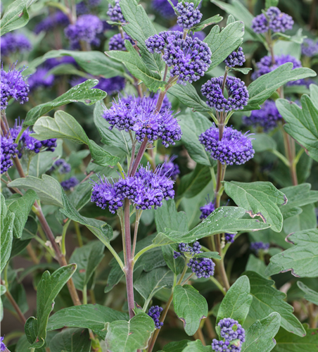 Caryopteris clandonensis 'Grand Bleu'®