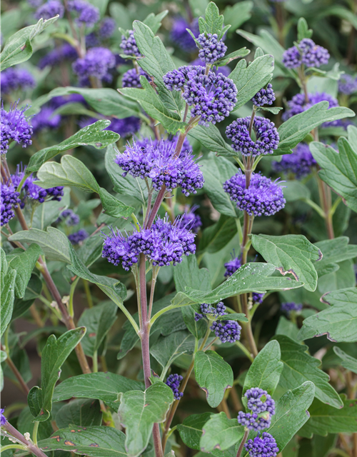 Caryopteris clandonensis 'Grand Bleu'®