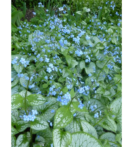 Brunnera macrophylla 'Jack Frost'®