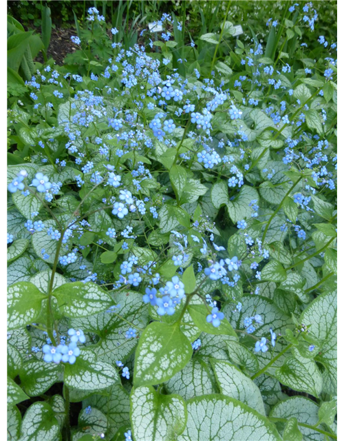 Brunnera macrophylla 'Jack Frost'®